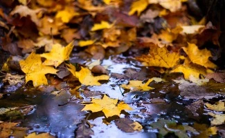 Unas hojas caídas de unos árboles flotan en un pequeño charco de agua